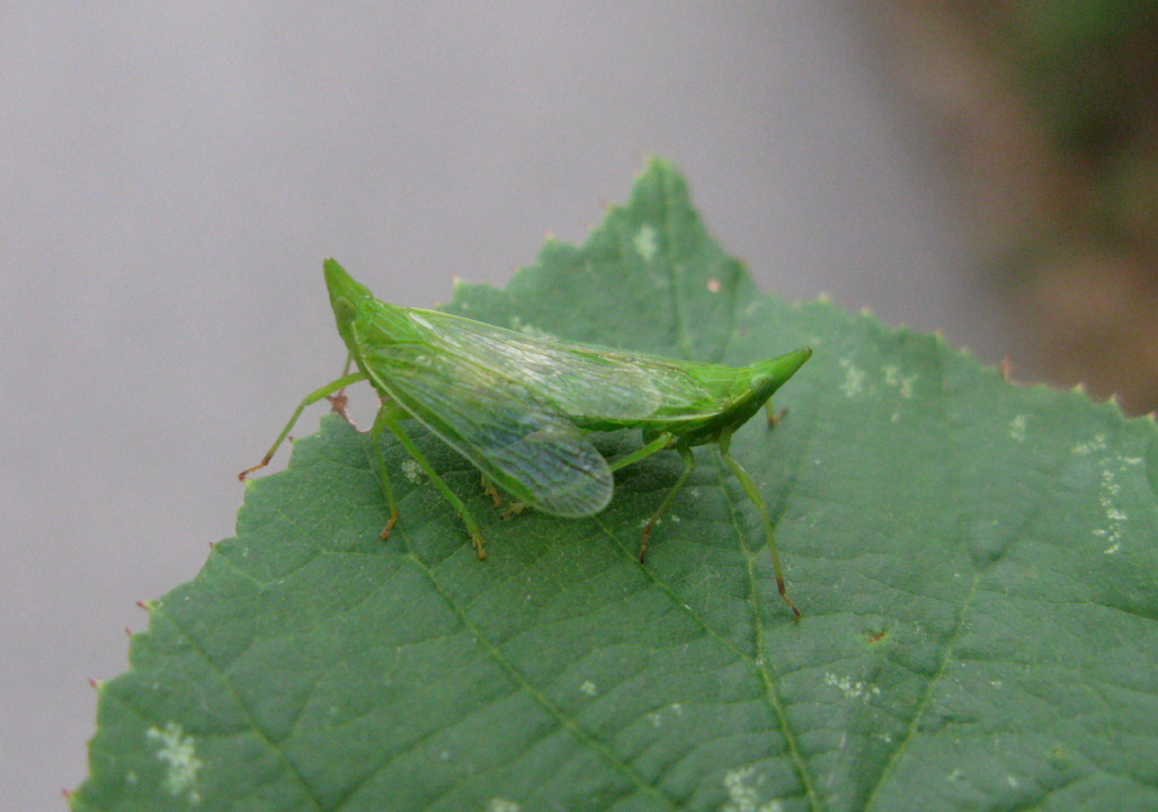 coppia di Dictyophara europaea